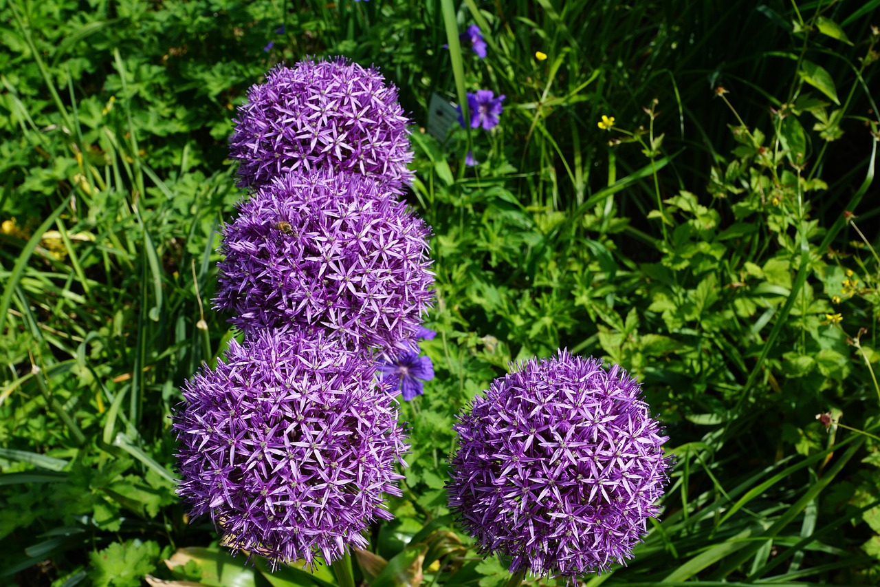 倪夏莲的花园,一抹绿意中的生活诗篇 倪夏莲的花园,一抹绿意中的生活诗篇