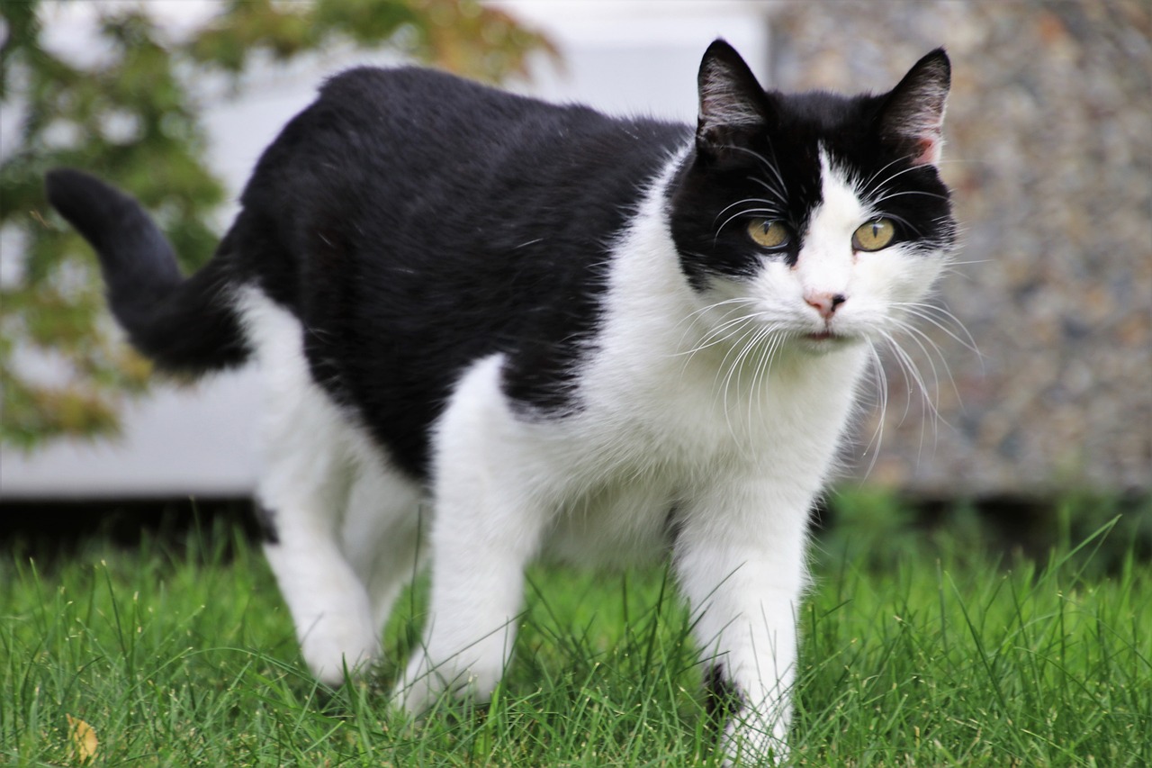 王欣瑜再现猫咪狩猎，一场无声的舞蹈